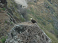 an eagle