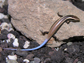 an Anguilla Bank skink