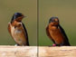 color of the breast feathers of barn swallows