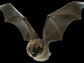 a bat showing its muscles in the wings