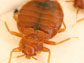 a bedbug