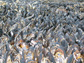 a dense bed of mussels