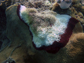 a coral with Black Band Disease
