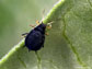 the black bean aphid