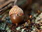 an exit hole was drilled in a black oak acorn by an insect