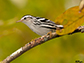 Black-and-white Warbler