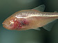 a blind cavefish