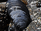 a blue mussel clings to a rock