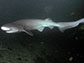 a bluntnose sixgill shark
