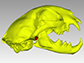a bobcat skull 3D model