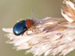 a bombardier beetle