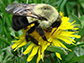a common eastern bumble bee, Bombus impatiens