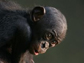 a juvenile bonobo