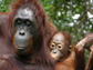 mother and baby orangutan