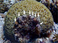 a brain coral shows damage caused by coral-eating snails