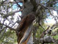 bristlecone pine trees