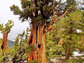 a Great Basin National Park tree