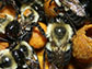 worker bumblebees, tagged with tiny RFID chips