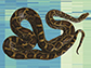 a Burmese python