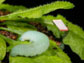 a cabbage butterfly caterpillar