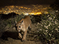 Mountain lion in Southern California