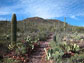 saguaro cactuses