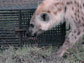a hyena sniffs along a cage that has meat in it