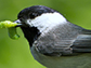 Carolina chickadee