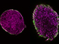 cartilage template formation via engineered extracellular matrix