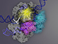 the Cas9 protein (gray)