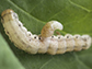 larval parasitoid emerging from its caterpillar host