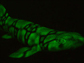 a biofluorescent chain catshark