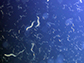 C. elegans worms