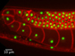 cell growth in the cells of the C. Elegans worm