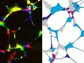 individual cell behavior