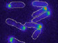 bacterial cells divide