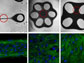 fluorescent labeling shows extra cellular matrix