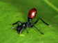 the Cephalotes atratus ant