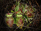 Cephalotus follicularis, the Australian pitcher plant