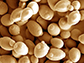 yeast (Saccharomyces cerevisiae)