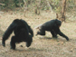 a male chimpanzee menaces a fleeing female