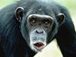a chimpanzee