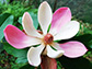 magnolia flower