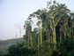 fragment of mature Amazon forest