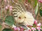 butterfly, Clodius Parnassian