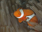 clownfish in anemone