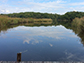 tidal marsh in Maryland