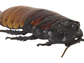 a cockroach