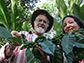 Dr. Ivette Perfecto and Dr. John Vandermeer inspecting organisms on coffee leafs at Sierra Madre de Chiapas