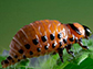 the larval stage of the Colorado potato beetle
